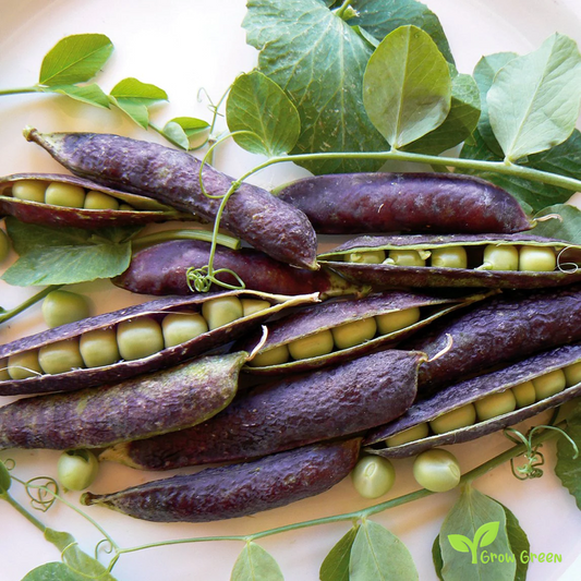 10 seeds of Purple Pea - PISUM SATIVUM + Gift 5 seeds of Sunflower