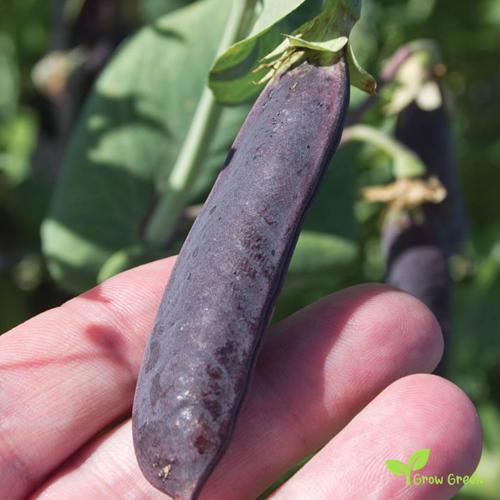 10 seeds of Purple Pea - PISUM SATIVUM + Gift 5 seeds of Sunflower