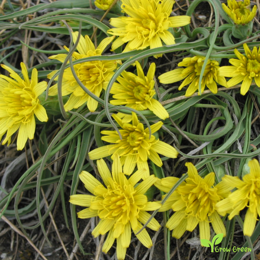 20 seeds of Scorzonera - PSEUDOPODOSPERMUM HISPANICUM Black Salsify + Gift 5 seeds of Sunflower