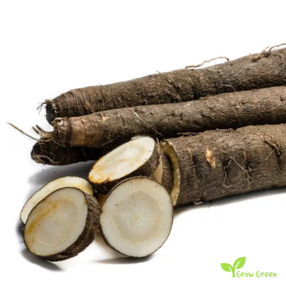 20 seeds of Scorzonera - PSEUDOPODOSPERMUM HISPANICUM Black Salsify + Gift 5 seeds of Sunflower