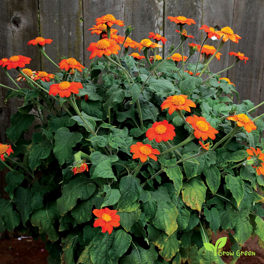 20 seeds of Mexican Sunflower - TITHONIA GOLDFINGER + Gift 5 seeds of Sunflower
