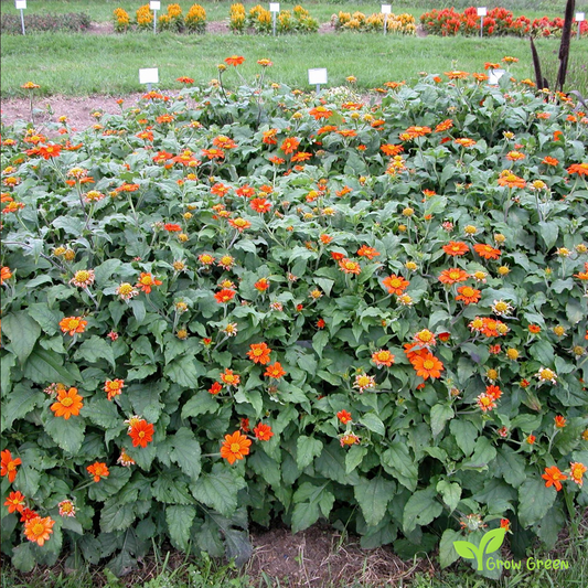 20 seeds of Mexican Sunflower - TITHONIA GOLDFINGER + Gift 5 seeds of Sunflower