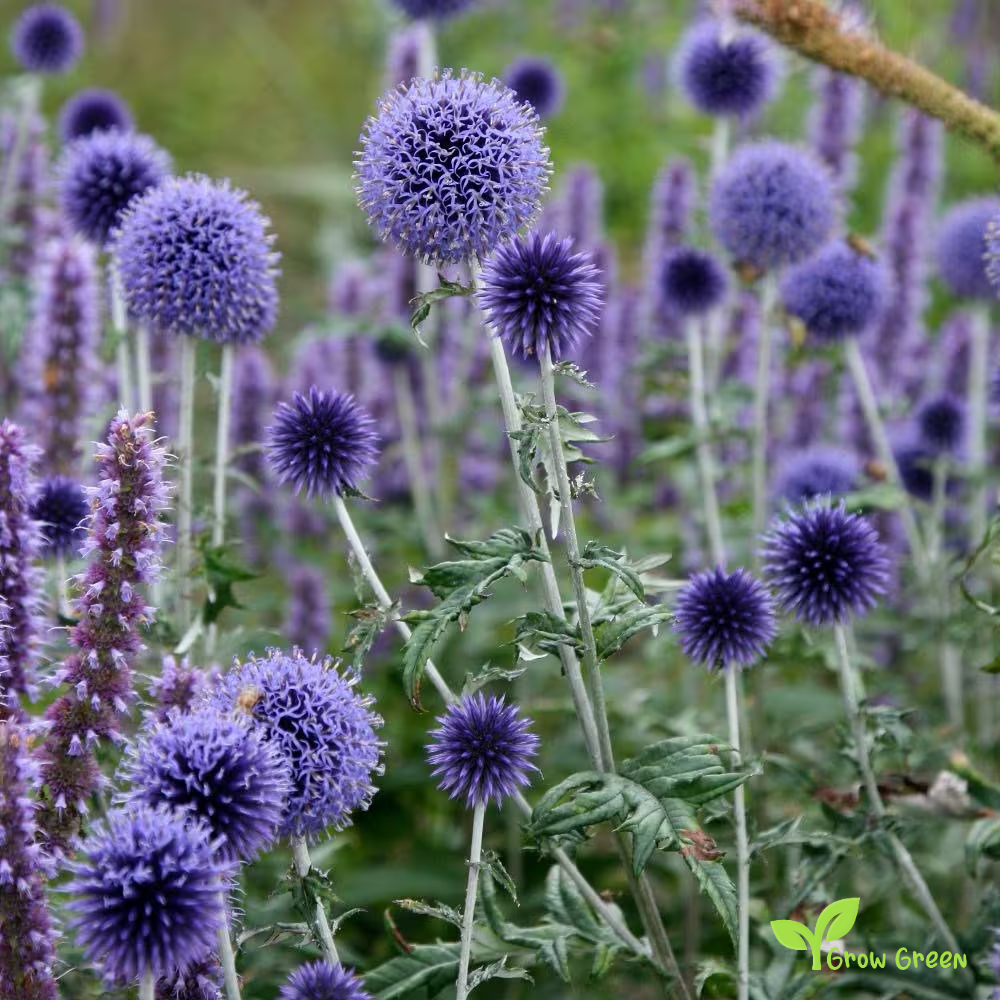 20 seeds of Southern Globethistle - ECHINOPS RITRO + Gift 5 seeds of Sunflower