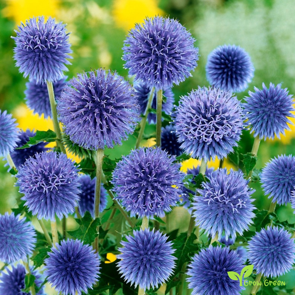 20 seeds of Southern Globethistle - ECHINOPS RITRO + Gift 5 seeds of Sunflower