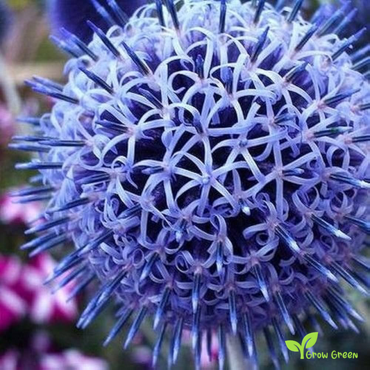 20 seeds of Southern Globethistle - ECHINOPS RITRO + Gift 5 seeds of Sunflower