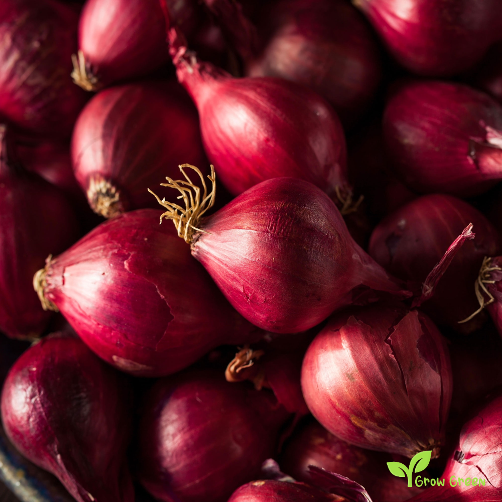20 seeds of Red Onion Brunswick - ALLIUM CEPA + Gift 5 seeds of Sunflower