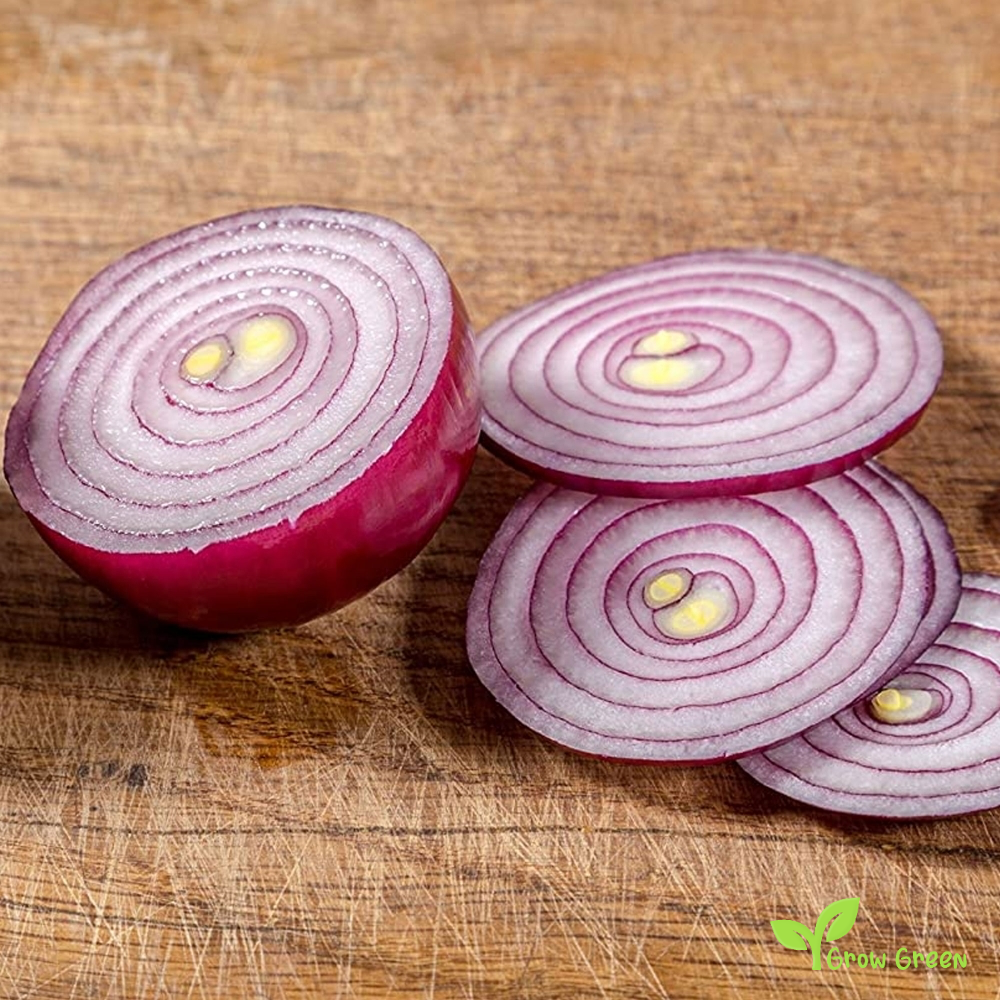 20 seeds of Red Onion Brunswick - ALLIUM CEPA + Gift 5 seeds of Sunflower