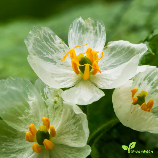 5 seeds of Skeleton Flower - DIPHYLLEIA GRAYI + Gift 5 seeds of Sunflower