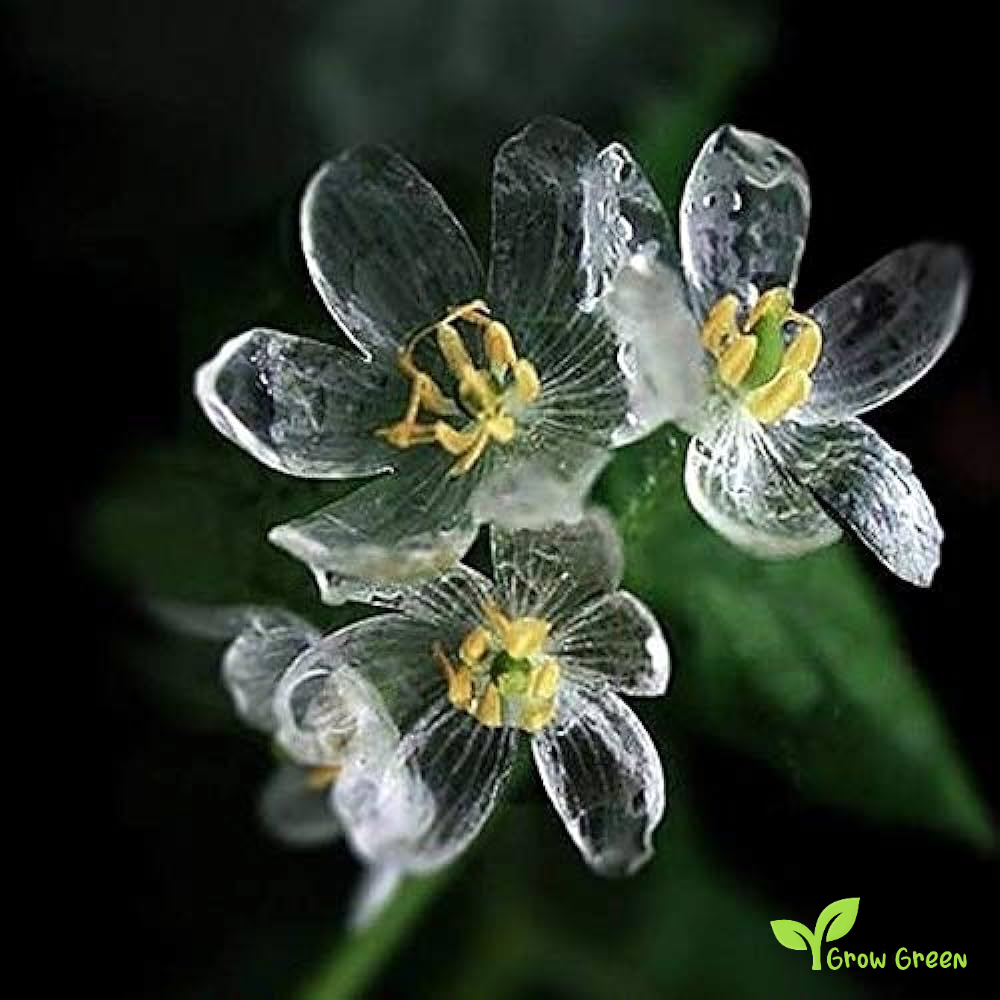 5 seeds of Skeleton Flower - DIPHYLLEIA GRAYI + Gift 5 seeds of Sunflower