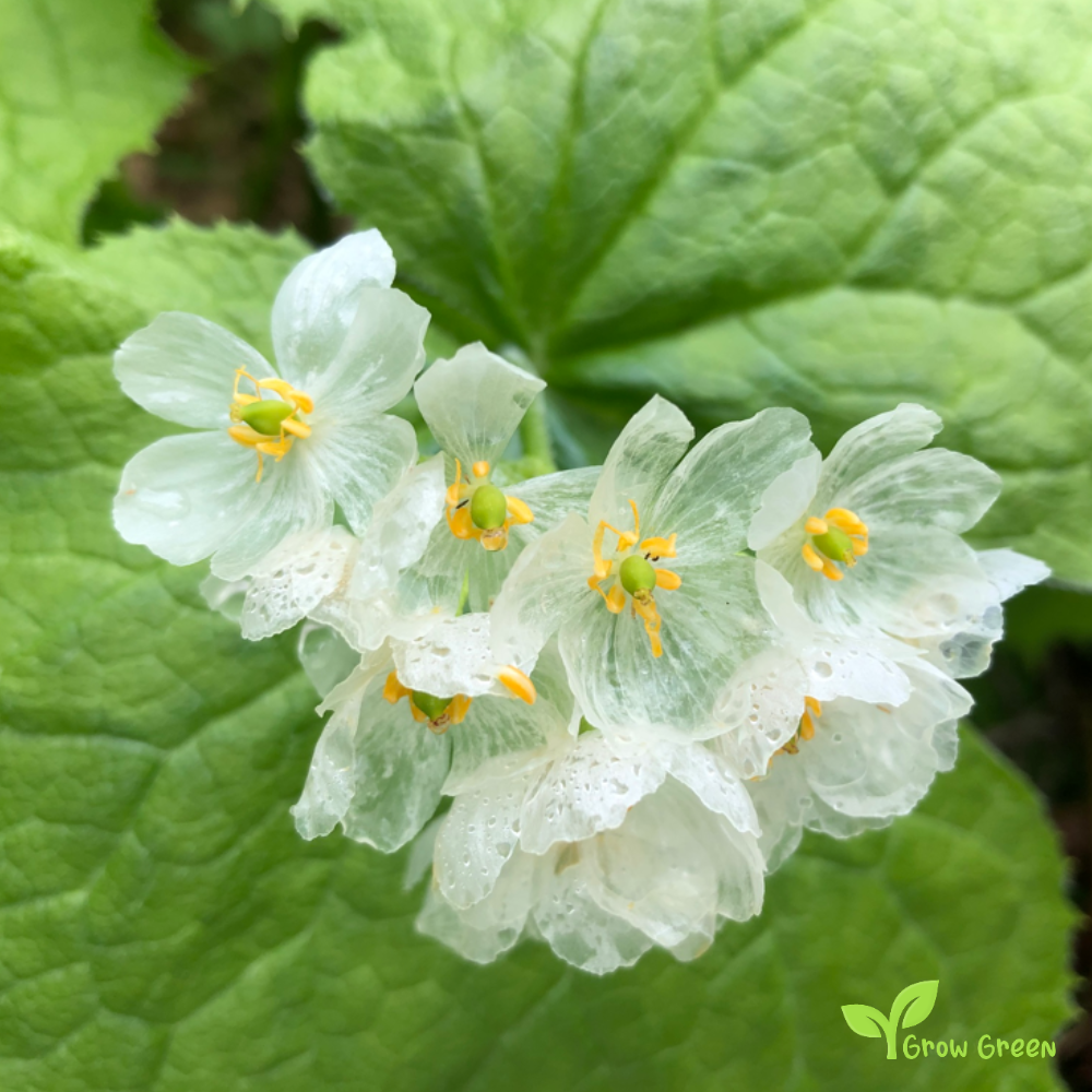 5 seeds of Skeleton Flower - DIPHYLLEIA GRAYI + Gift 5 seeds of Sunflower