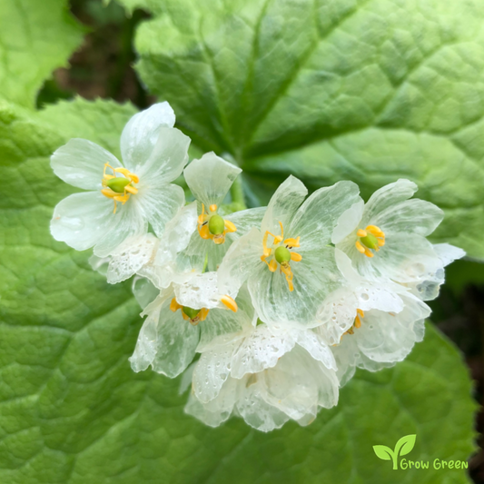 5 seeds of Skeleton Flower - DIPHYLLEIA GRAYI + Gift 5 seeds of Sunflower