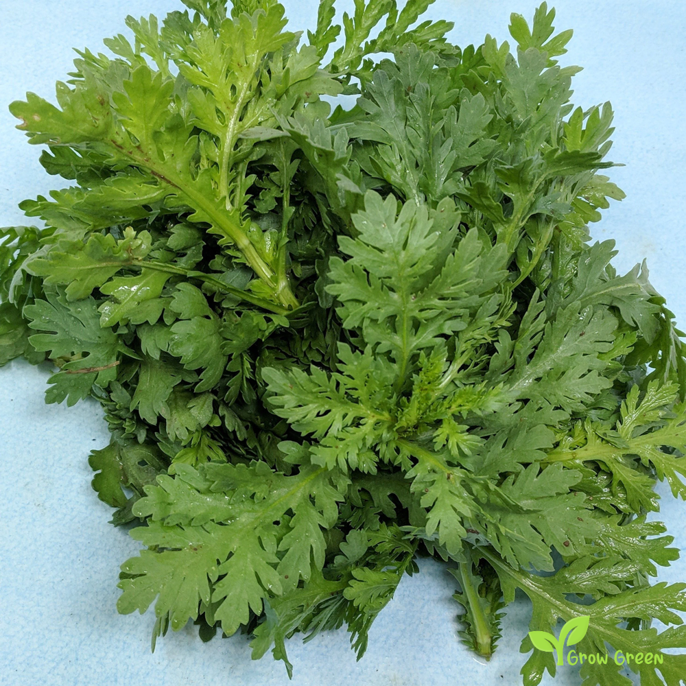 20 seeds of Shungiku - GLEBIONIS CORONARIA - Chrysanthemum + Gift 5 seeds of Sunflower