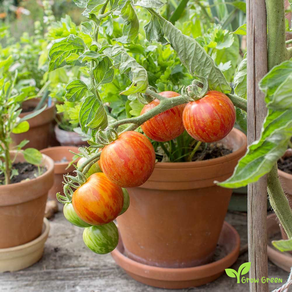 10 seeds of Tigerella Tomato - SOLANUM LYCOPERSICUM + Gift 5 seeds of Sunflower