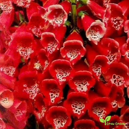 20 seeds of Red Common Foxglove - DIGITALIS PURPUREA + Gift 5 seeds of Sunflower