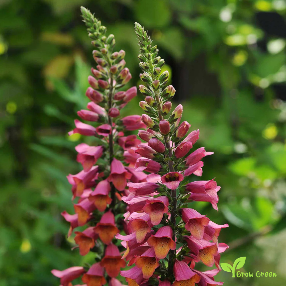 20 seeds of Red Common Foxglove - DIGITALIS PURPUREA + Gift 5 seeds of Sunflower
