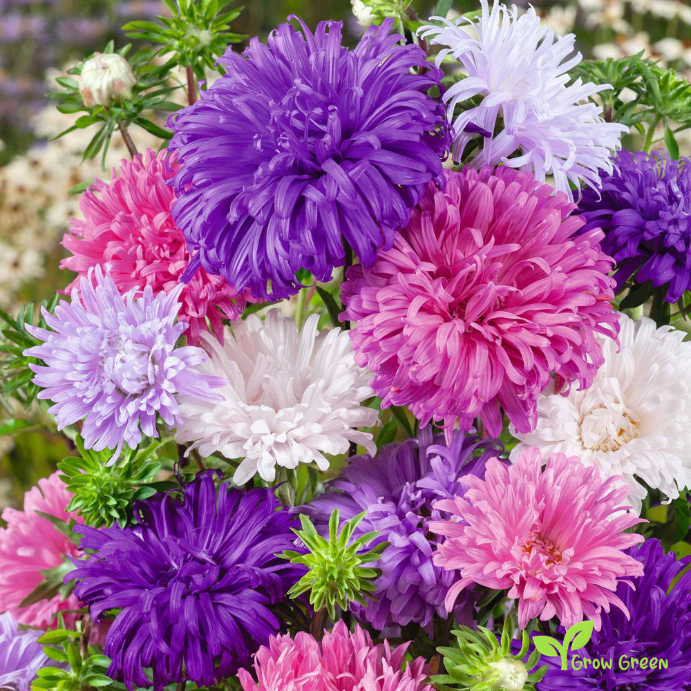 10 seeds of Aster Ostrich Plume - CALLISTEPHUS CHINENSIS + Gift 5 seeds of Sunflower