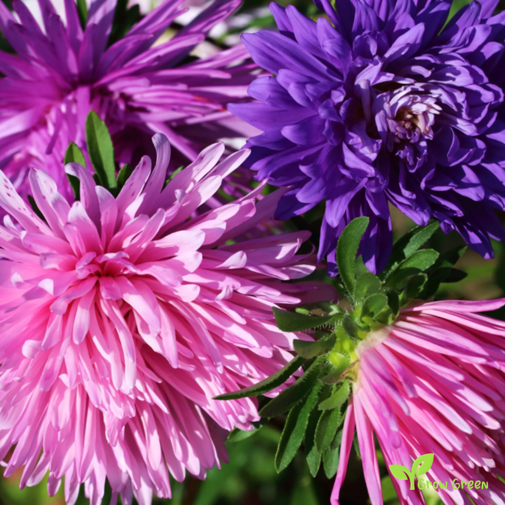 10 seeds of Aster Ostrich Plume - CALLISTEPHUS CHINENSIS + Gift 5 seeds of Sunflower