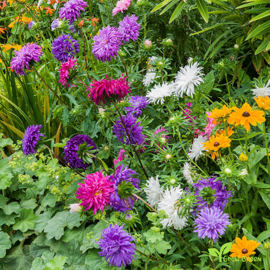 10 seeds of Aster Ostrich Plume - CALLISTEPHUS CHINENSIS + Gift 5 seeds of Sunflower