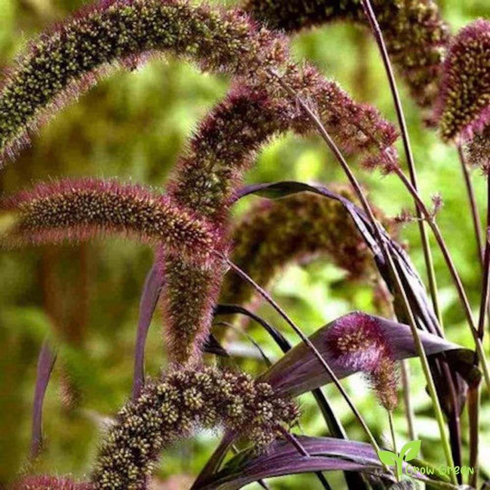 20 seeds of Foxtail Millet Red - SETARIA ITALICA + Gift 5 seeds of Sunflower