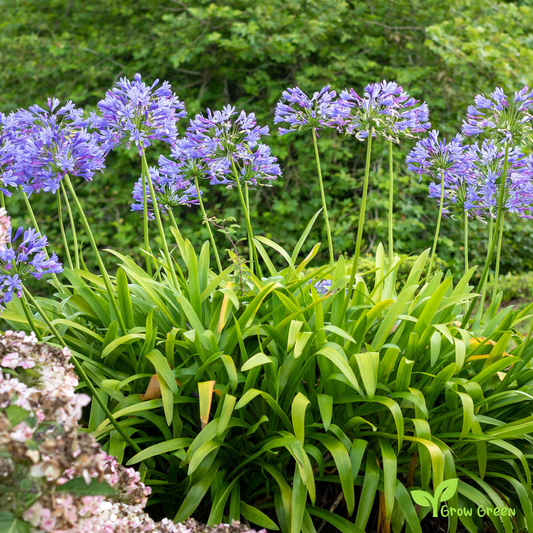 10 seeds of Lily of the Nile - AGAPANTHUS - African Lily + Gift 5 seeds of Sunflower