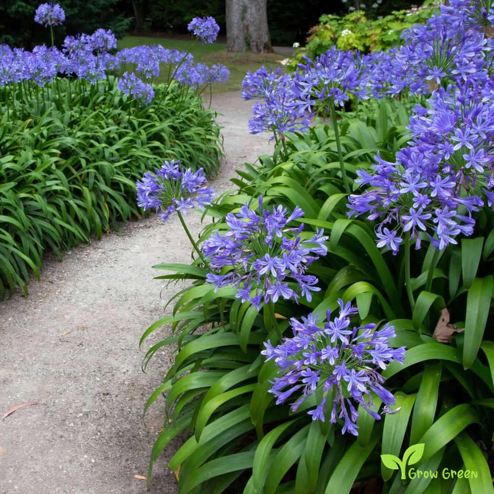 10 seeds of Lily of the Nile - AGAPANTHUS - African Lily + Gift 5 seeds of Sunflower