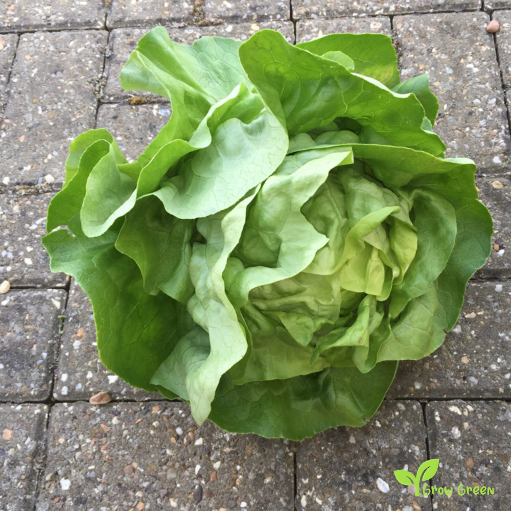 50 seeds of Lettuce Analena - LACTUCA SATIVA - Salad + Gift 5 seeds of Sunflower