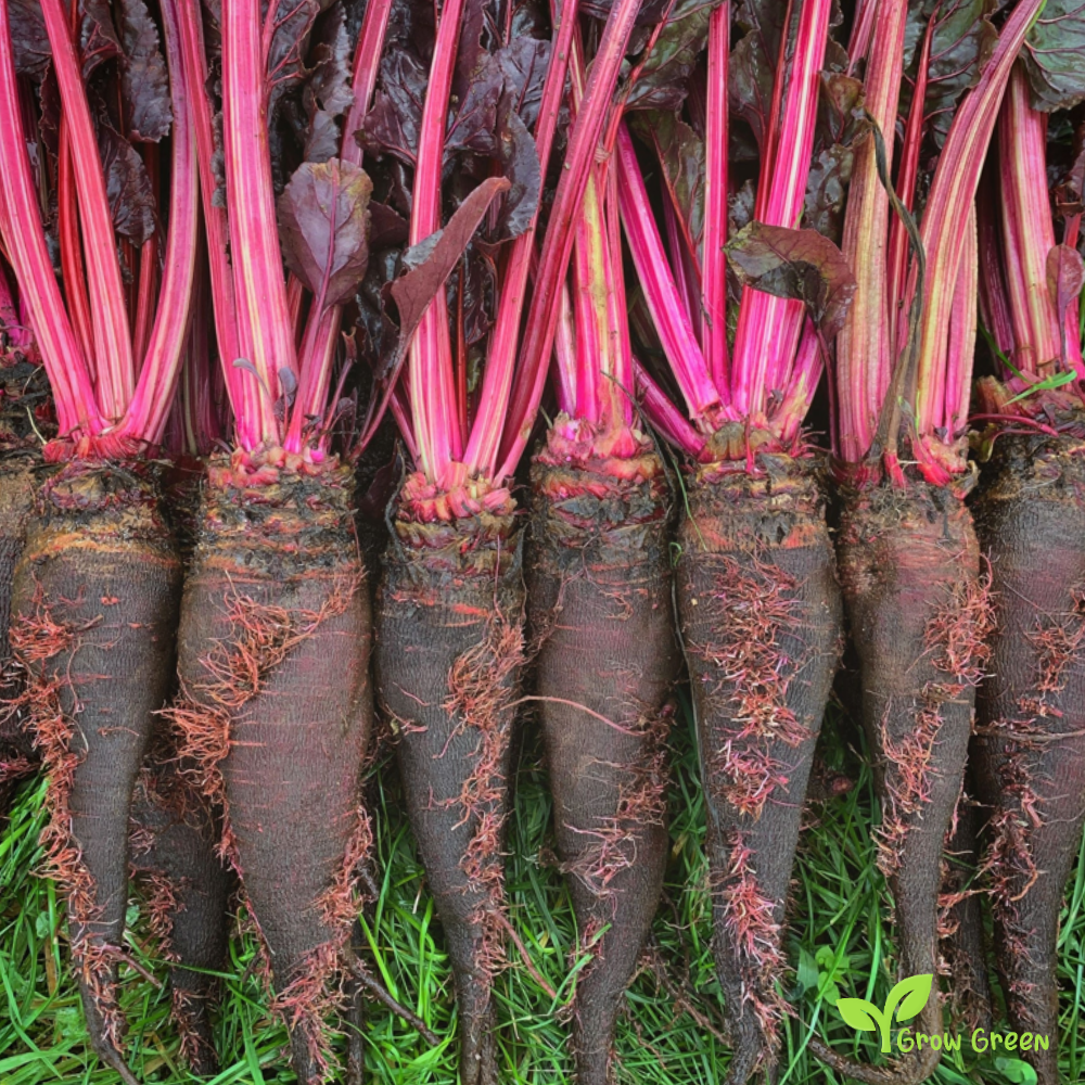 10 seeds of Beetroot Crapaudine - BETA VULGARIS + Gift 5 seeds of Sunflower