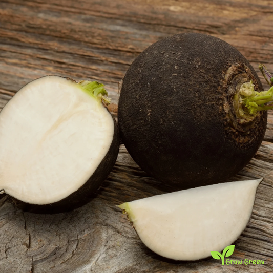 20 seeds of Black Winter Radish - RAPHANUS SATIVUS + Gift 5 seeds of Sunflower