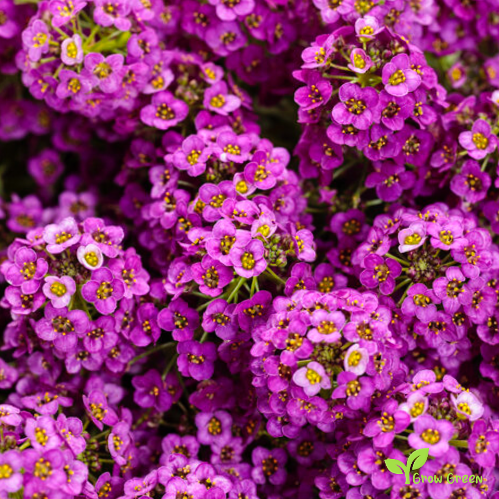20 seeds of Purple Sweet Alyssum - LOBULARIA MARITIMA + Gift 5 seeds of Sunflower