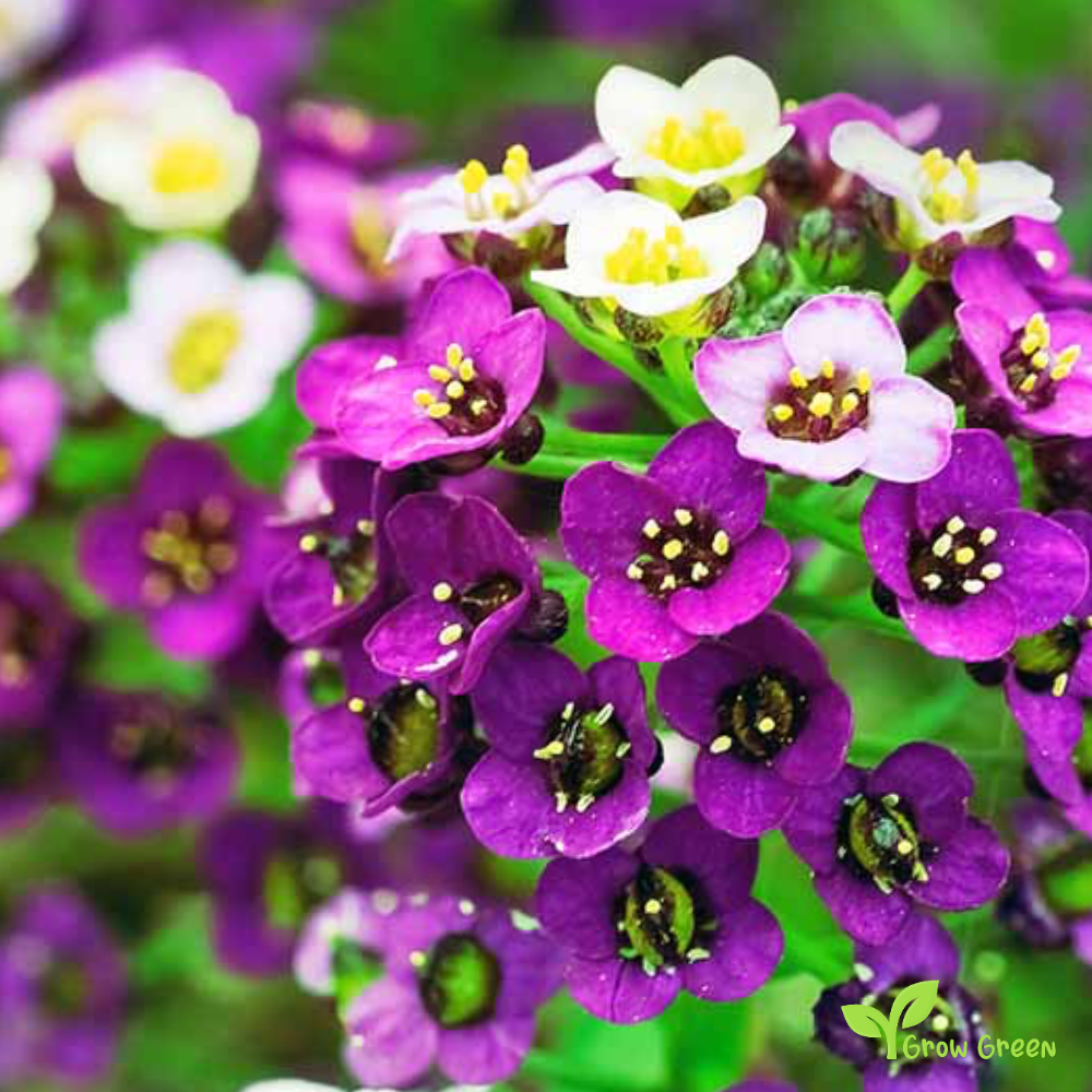 20 seeds of Purple Sweet Alyssum - LOBULARIA MARITIMA + Gift 5 seeds of Sunflower
