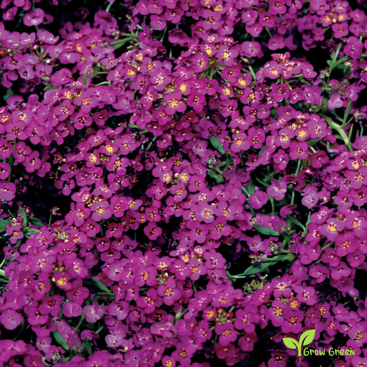 20 seeds of Purple Sweet Alyssum - LOBULARIA MARITIMA + Gift 5 seeds of Sunflower
