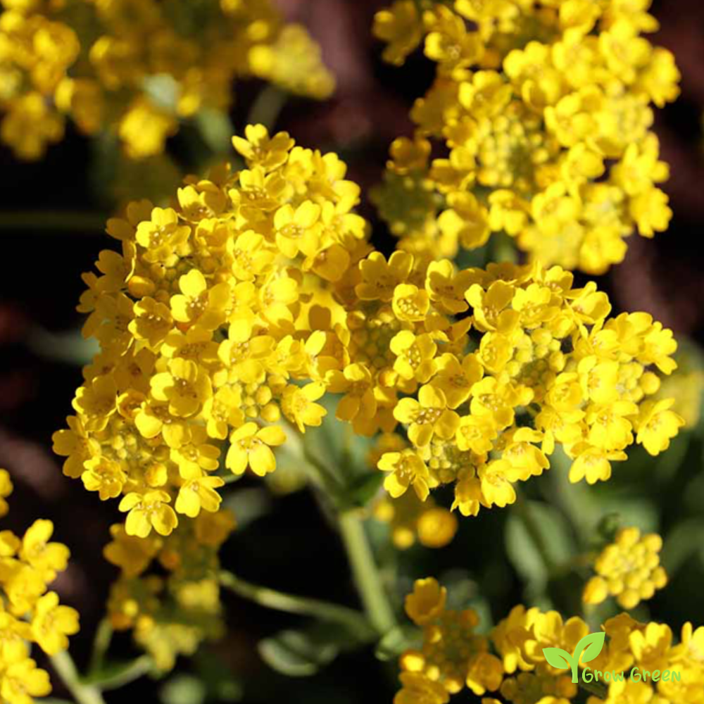 20 seeds of Yellow Sweet Alyssum - LOBULARIA MARITIMA + Gift 5 seeds of Sunflower