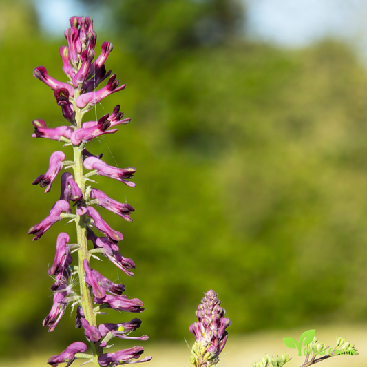 20 seeds of Common Fumitory - FUMARIA OFFICINALIS + Gift 5 seeds of Sunflower