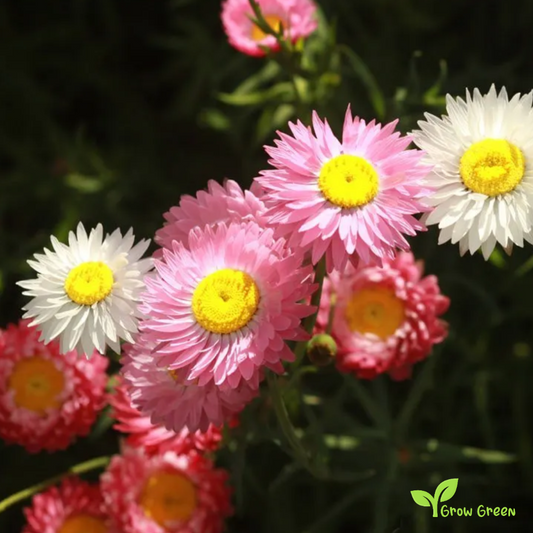 20 seeds of Acroclinium Grandiflorum - HELIPTERUM ROSEUM + Gift 5 seeds of Sunflower