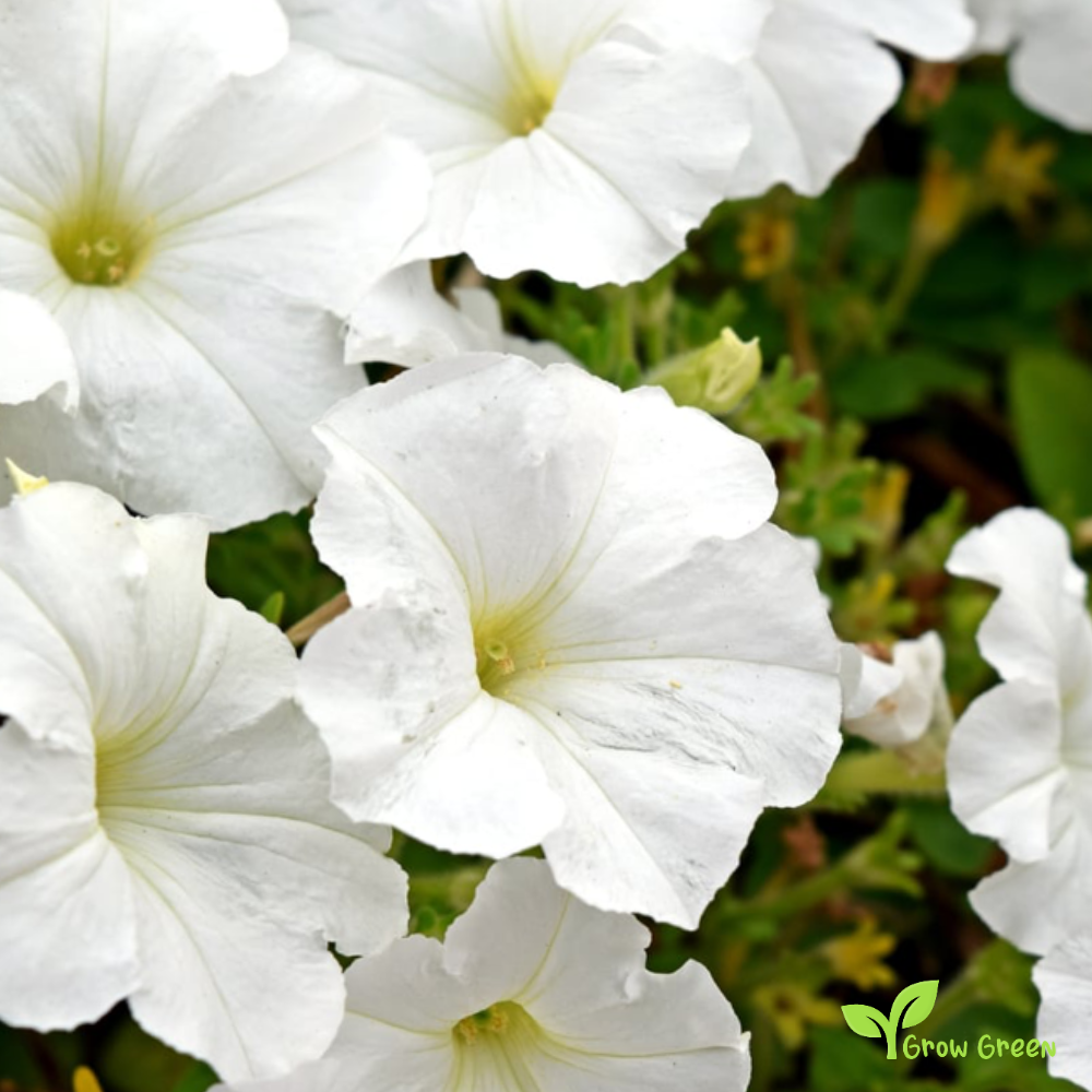 20 seeds of White Petunia - PETUNIA INTEGRIFOLIA + Gift 5 seeds of Sunflower