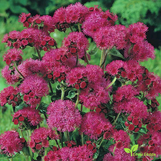 20 seeds of Red - AGERATUM HOUSTONIANUM - Flossflower + Gift 5 seeds of Sunflower