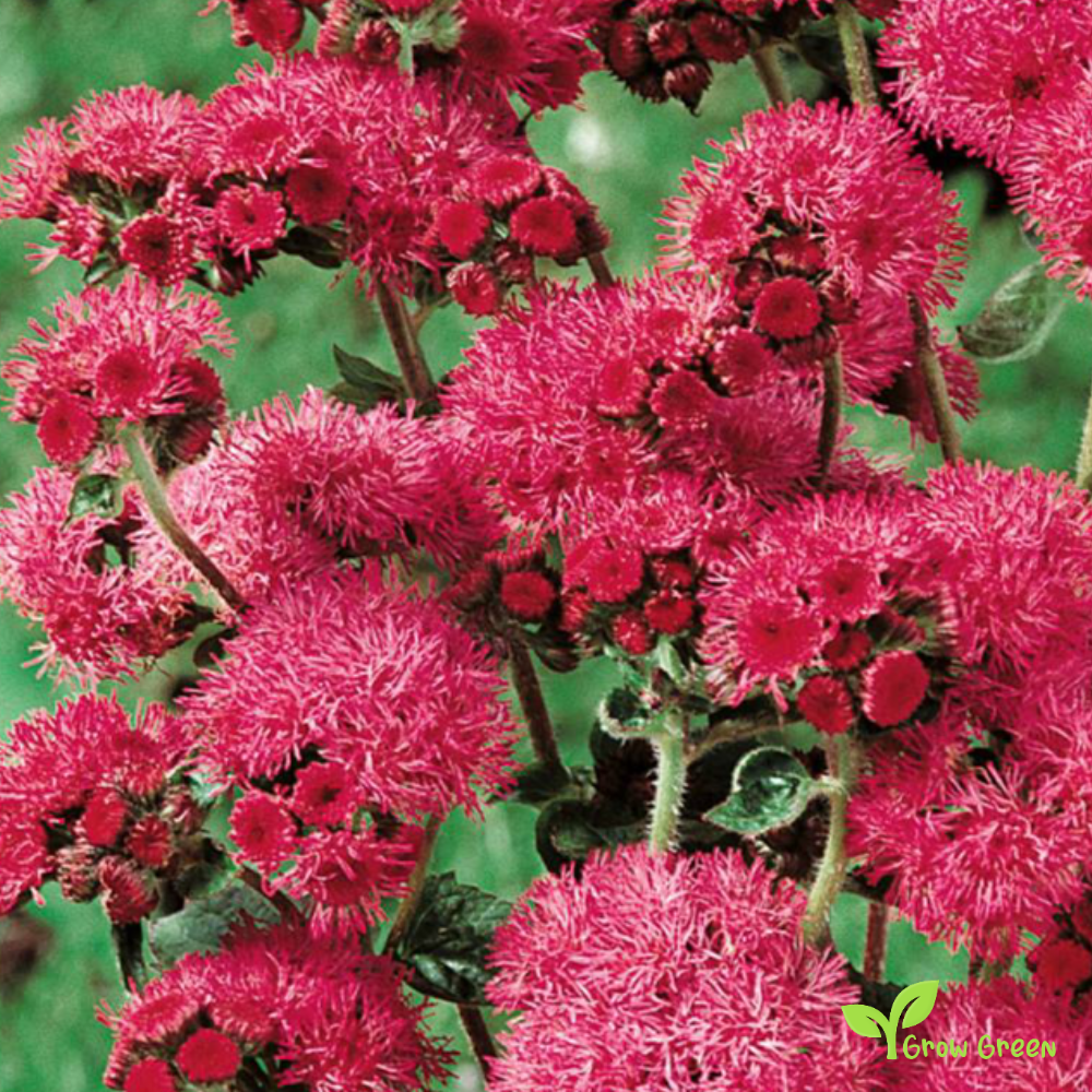 20 seeds of Red - AGERATUM HOUSTONIANUM - Flossflower + Gift 5 seeds of Sunflower