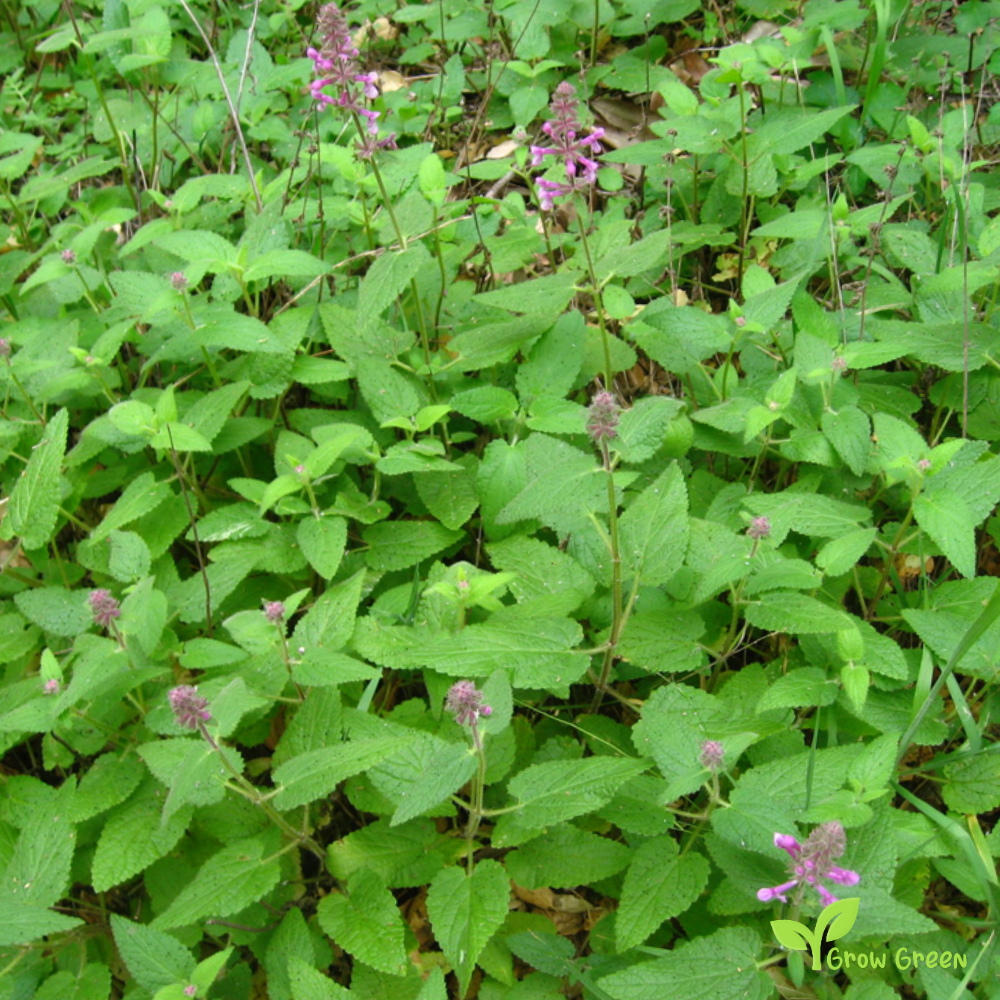 20 seeds of Common Hedgenettle - BETONICA OFFICINALIS - Betony + Gift 5 seeds of Sunflower