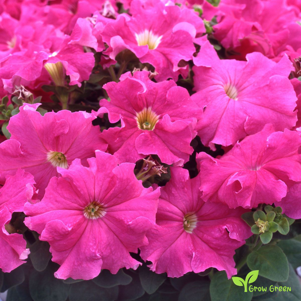 20 seeds of Pink Petunia - PETUNIA INTEGRIFOLIA + Gift 5 seeds of Sunflower