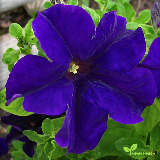 20 seeds of Blue Petunia - PETUNIA INTEGRIFOLIA + Gift 5 seeds of Sunflower