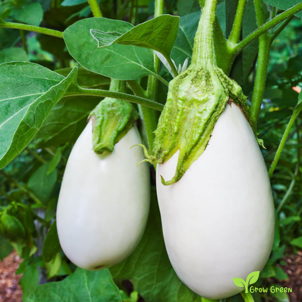 10 seeds of White Aubergine - SOLANUM MELONGENA + Gift 5 seeds of Sunflower