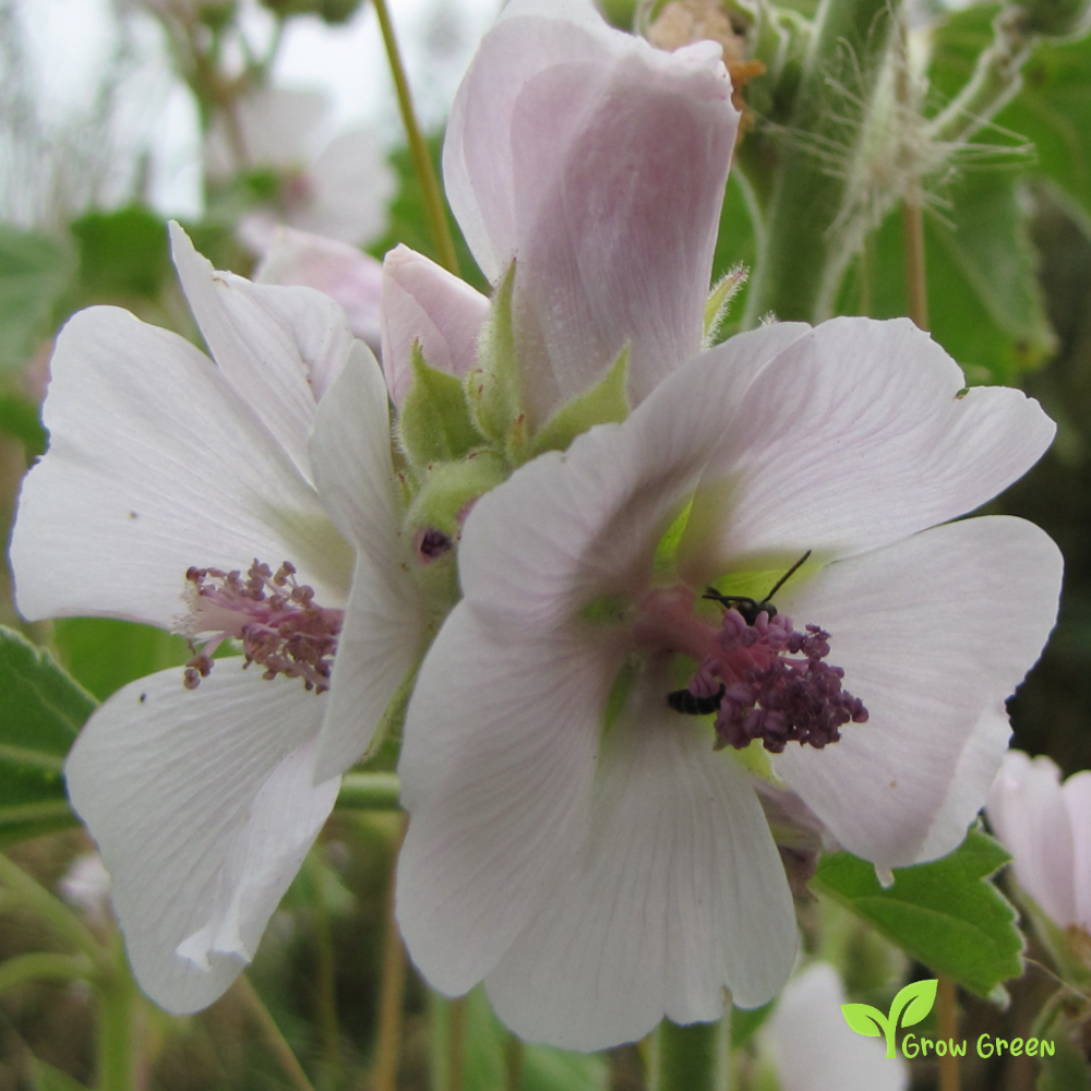 20 seeds of Marshmellow - ALTHAEA OFFICINALIS - Marsh Mellow + Gift 5 seeds of Sunflower
