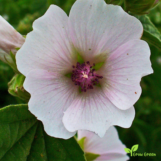 20 seeds of Marshmellow - ALTHAEA OFFICINALIS - Marsh Mellow + Gift 5 seeds of Sunflower