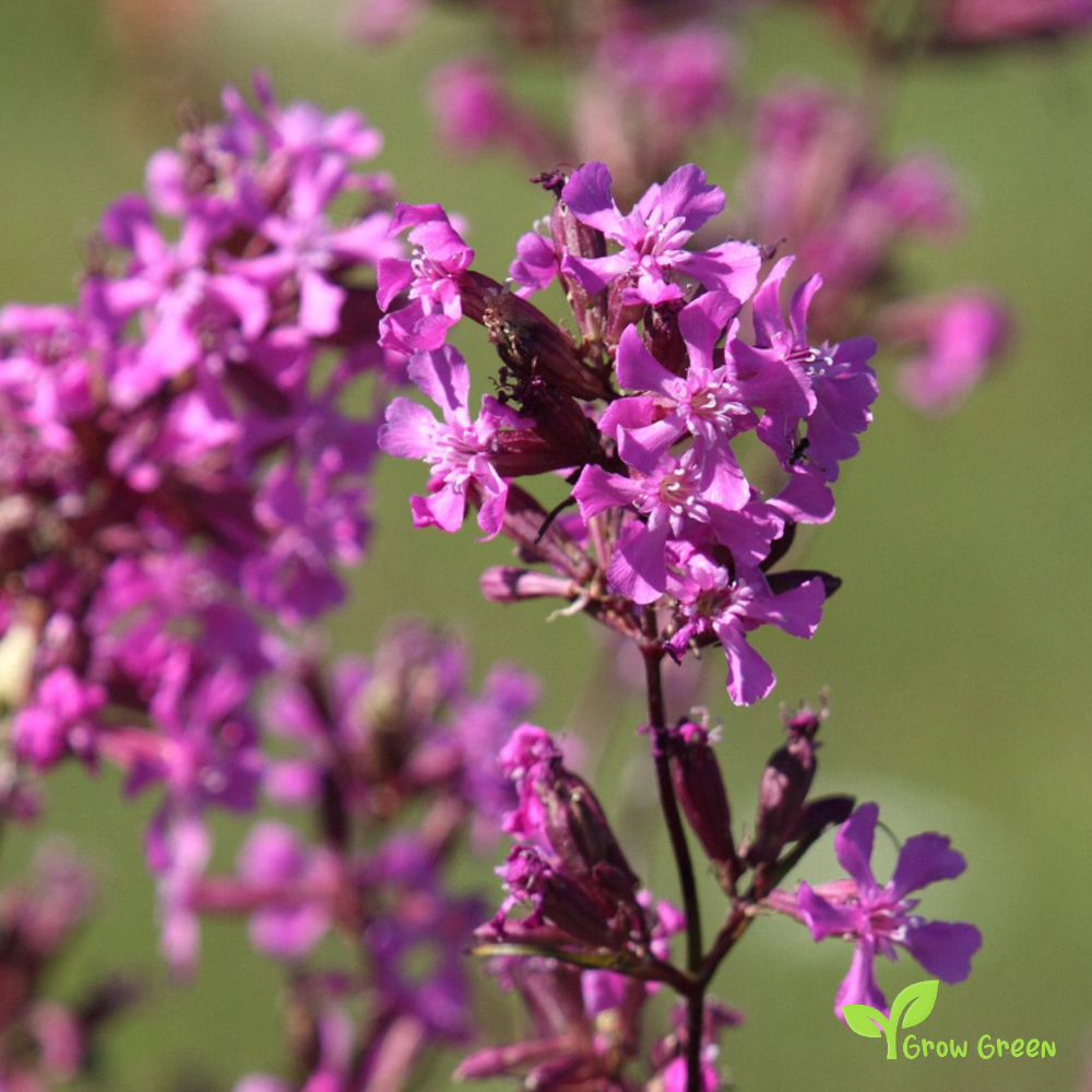 20 seeds of Sticky Catchfly - VISCARIA VULGARIS - Clammy Campion + Gift 5 seeds of Sunflower