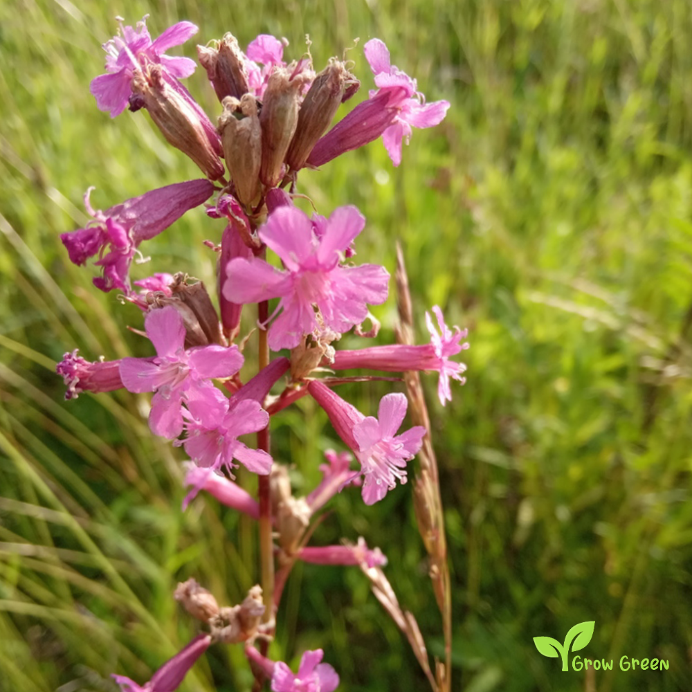 20 seeds of Sticky Catchfly - VISCARIA VULGARIS - Clammy Campion + Gift 5 seeds of Sunflower