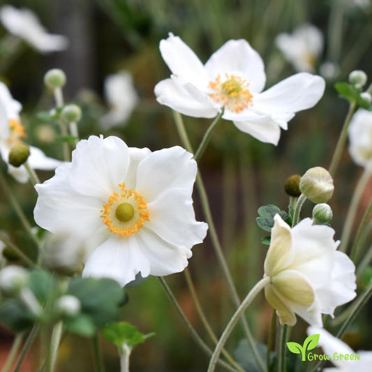 20 seeds of Anemone Japonica - ERIOCAPITELLA HUPEHENSIS + Gift 5 seeds of Sunflower