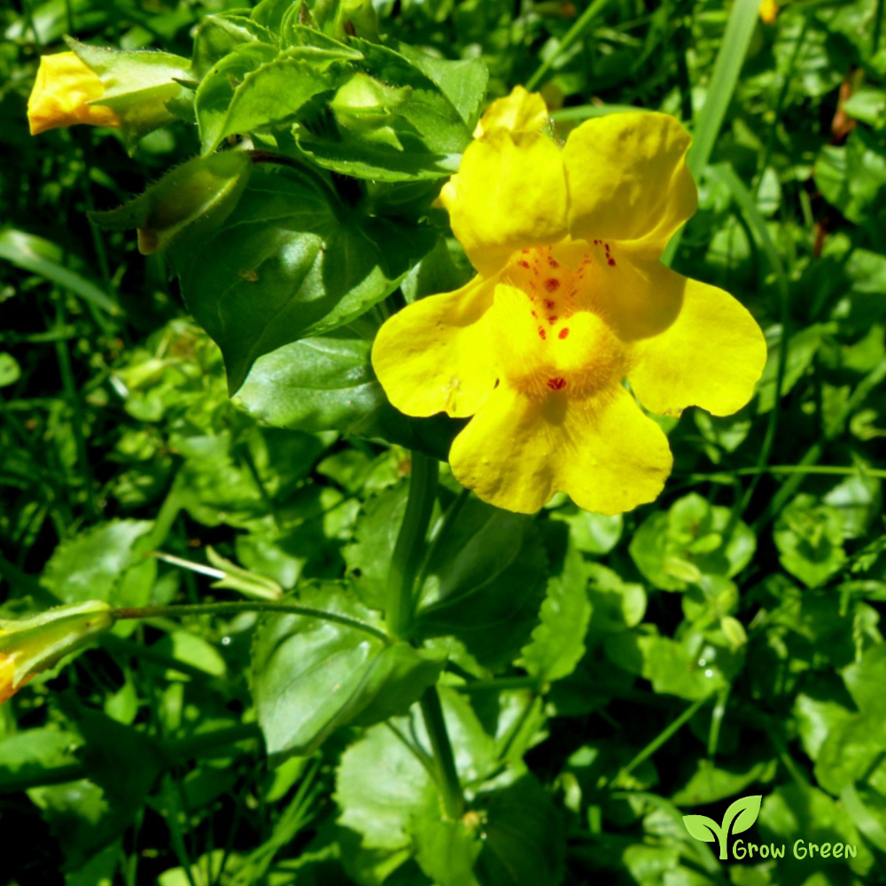 20 seeds of Monkeyflower - MIMULUS GUTTATUS - Erythranthe Guttata + Gift 5 seeds of Sunflower