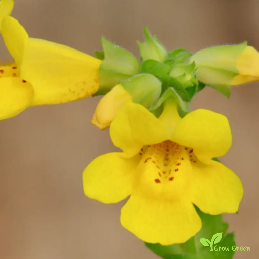 20 seeds of Monkeyflower - MIMULUS GUTTATUS - Erythranthe Guttata + Gift 5 seeds of Sunflower