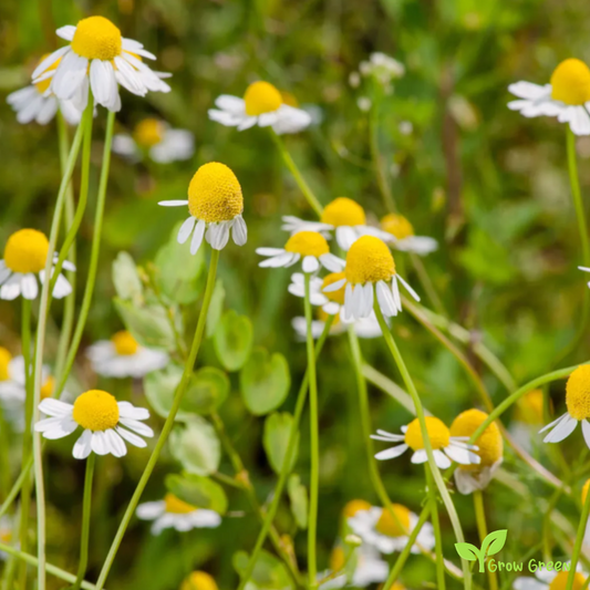 20 seeds of Lawn Chamomile - CHAMAEMELUM NOBILE - Anthemis Nobilis + Gift 5 seeds of Sunflower