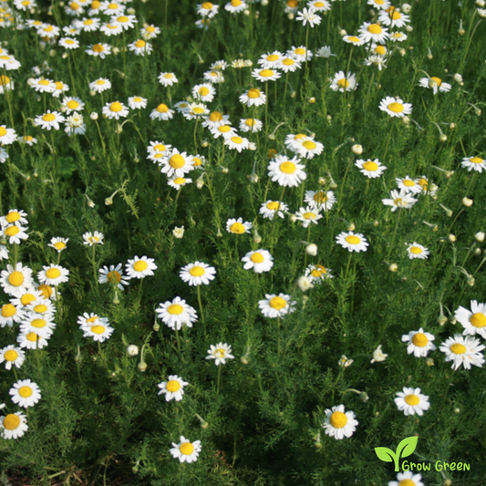 20 seeds of Lawn Chamomile - CHAMAEMELUM NOBILE - Anthemis Nobilis + Gift 5 seeds of Sunflower